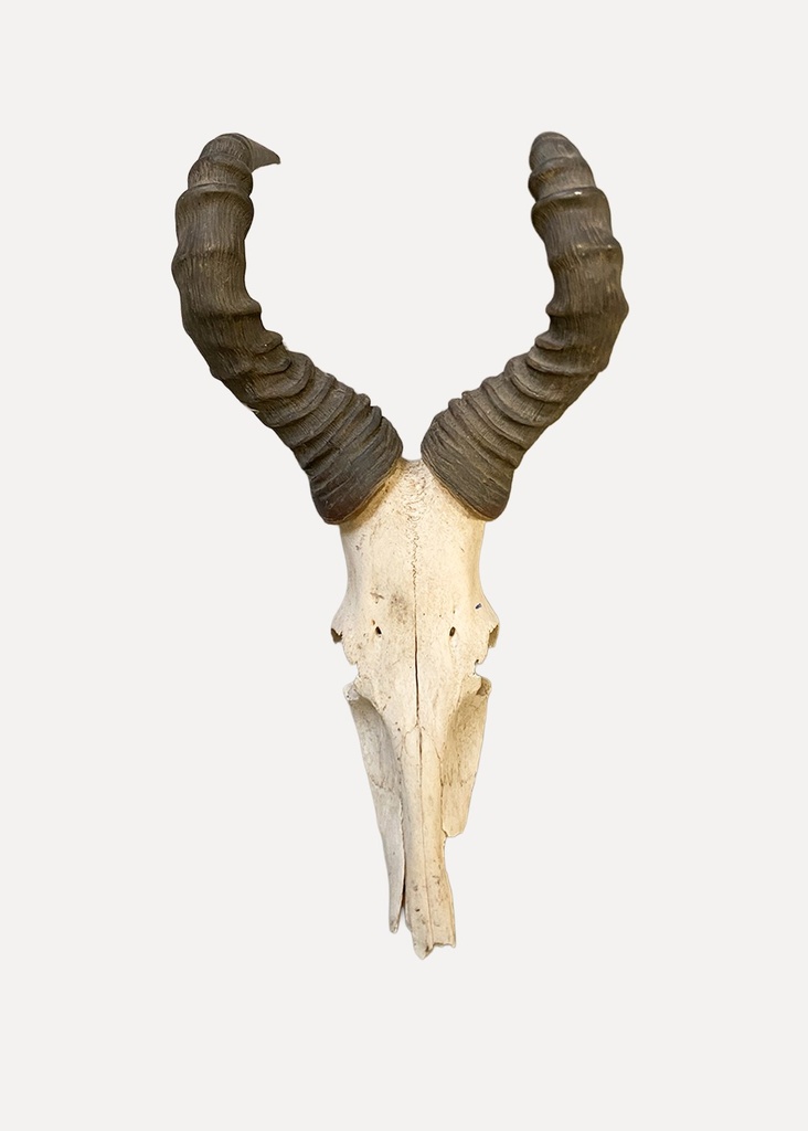 Mounted Ram Skull with Curled Horns