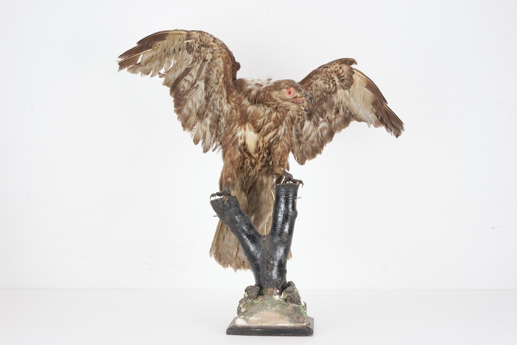 Taxidermy Hawk with Outstretched Wings on Branch