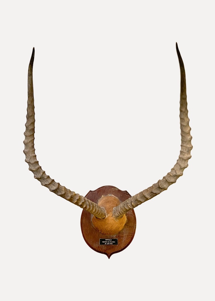 Mounted Impala Horns Trophy Display