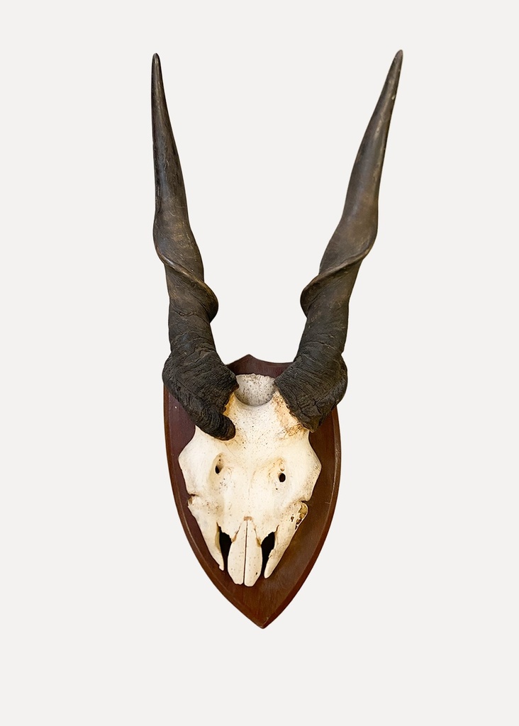 Mounted Antelope Skull with Spiral Horns
