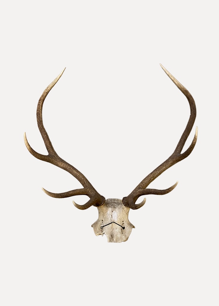 Rustic Deer Antler Skull Wall Mount