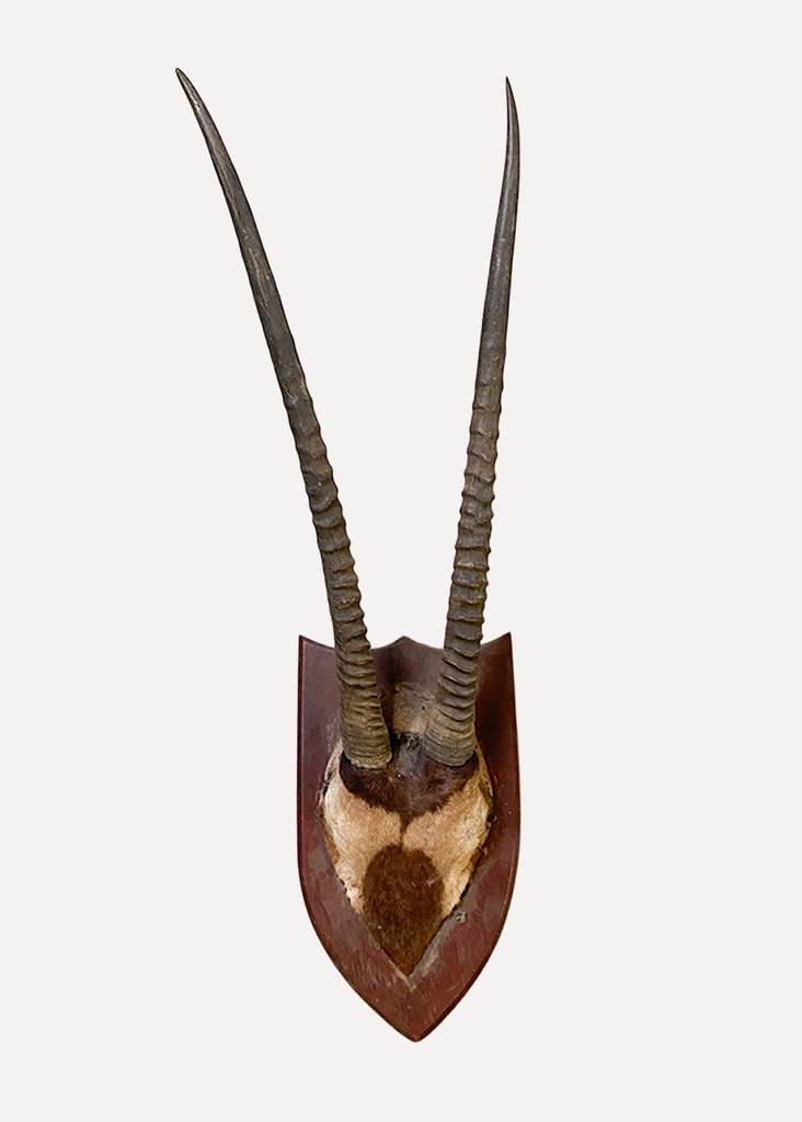 Mounted Antelope Horn Trophy