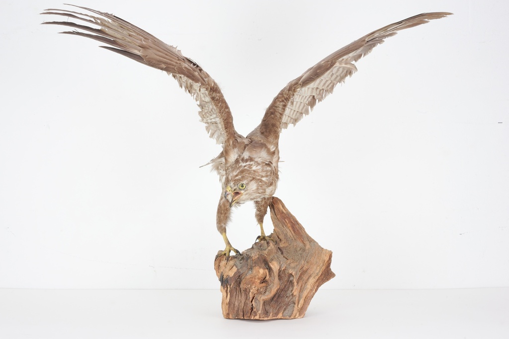 Majestic Taxidermy Hawk on Driftwood Base