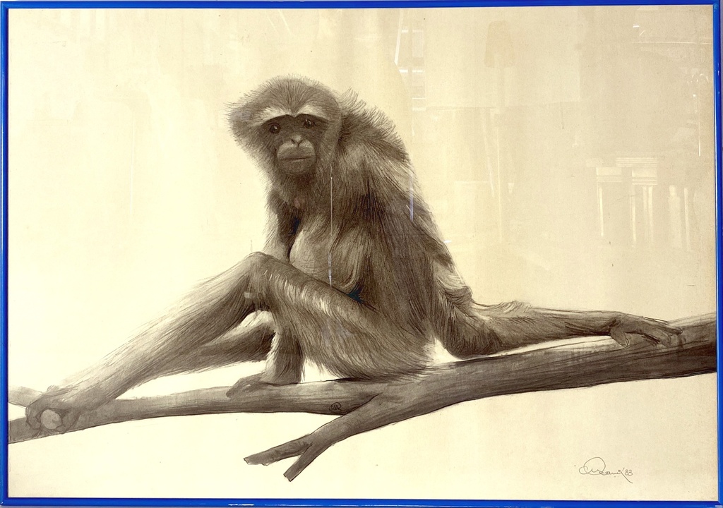 Pencil Study of a Gibbon on a Branch