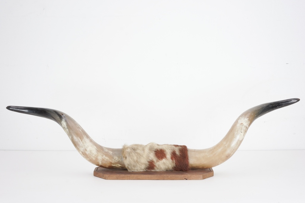 Rustic Longhorn Display Piece on Wooden Base