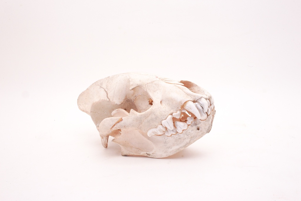 Canine Skull Side View