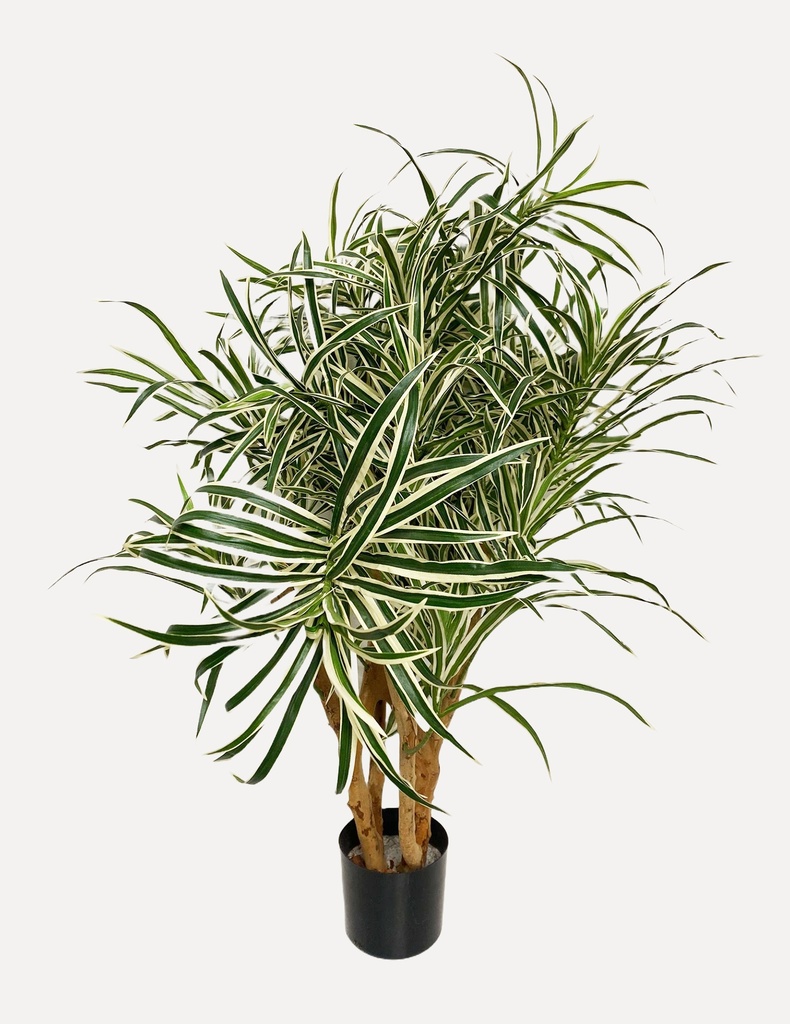 Potted Variegated Dracaena Plant