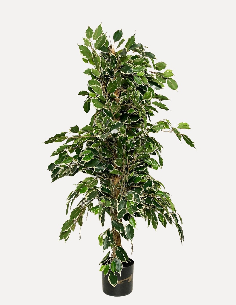 Variegated Ficus Tree in Black Planter