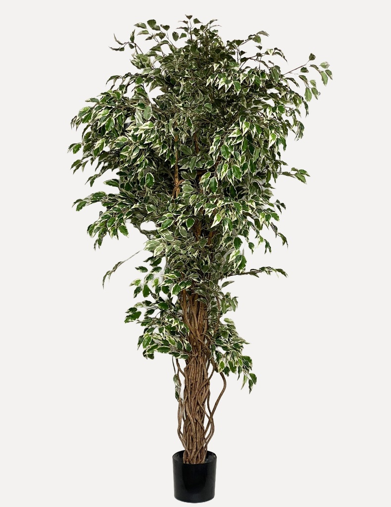 Variegated Ficus Tree in Black Planter