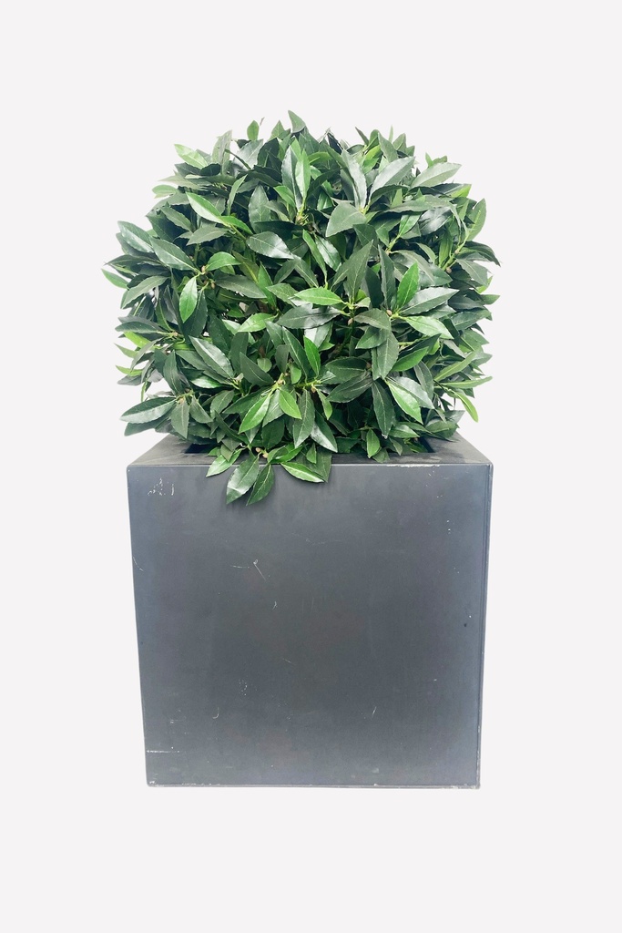 Modern Boxwood Planter