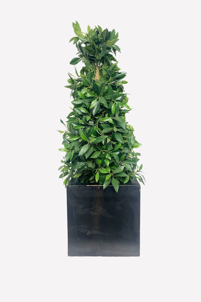 Potted Faux Topiary Plant in Black Cube Planter