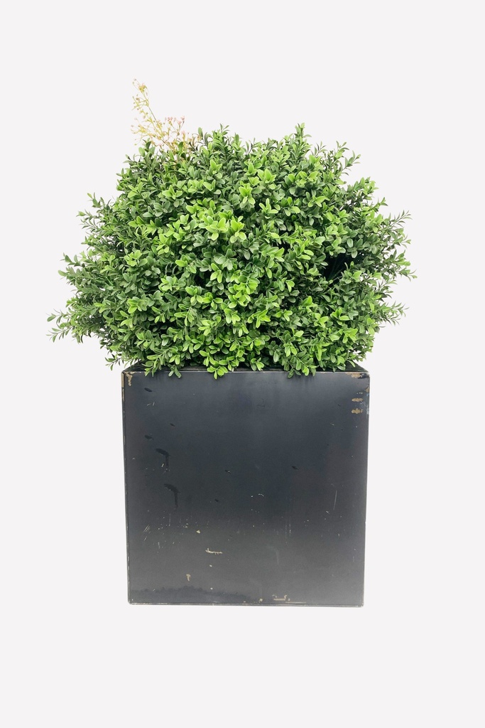 Rustic Black Planter with Lush Green Foliage