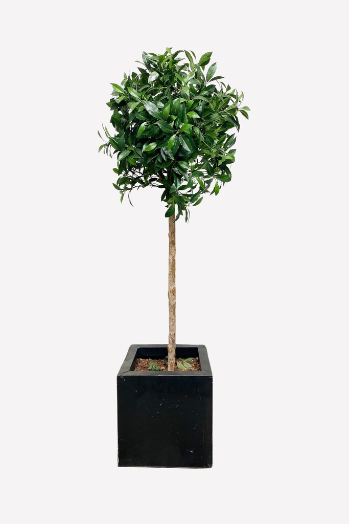 Potted Topiary Tree in Black Planter