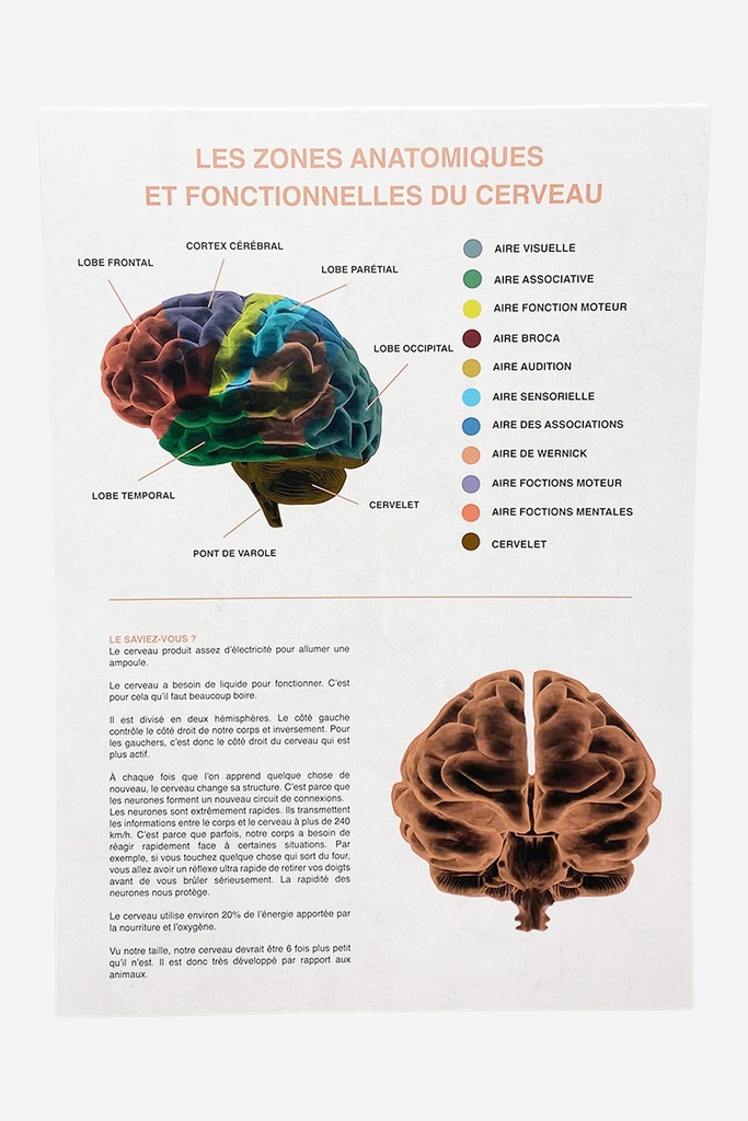 French Brain Anatomy Educational Chart