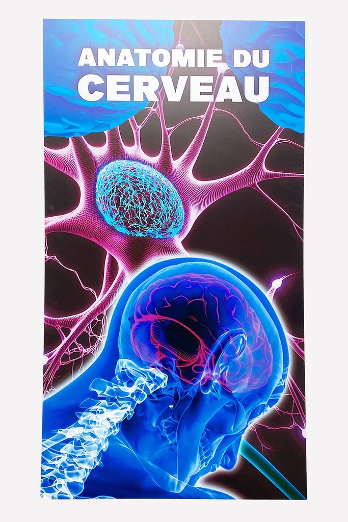 Anatomie du Cerveau Medical Poster