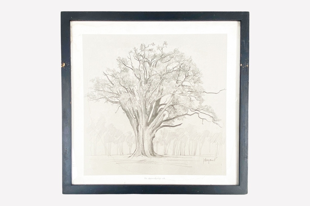 Framed Pencil Sketch of Majestic Oak Tree