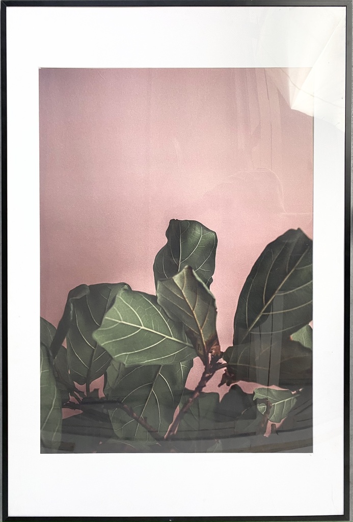 Fiddle Leaf Silhouette Against Blush Sky