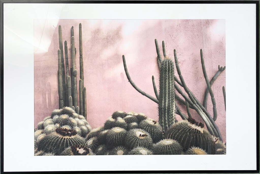 Desert Blooms Against Blush Wall