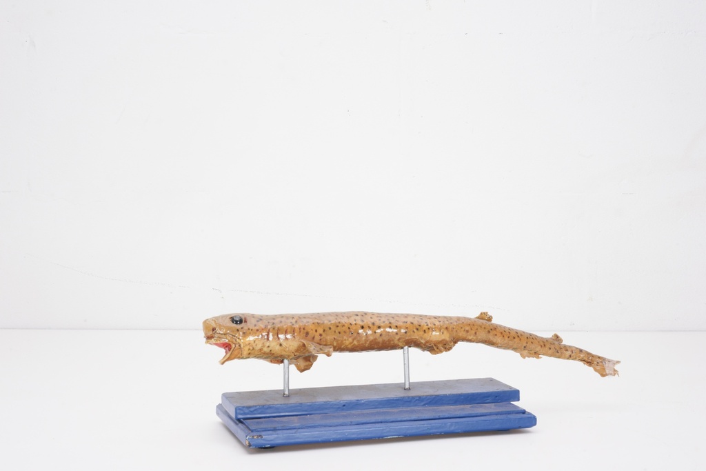 Preserved Eel Specimen on Display Stand