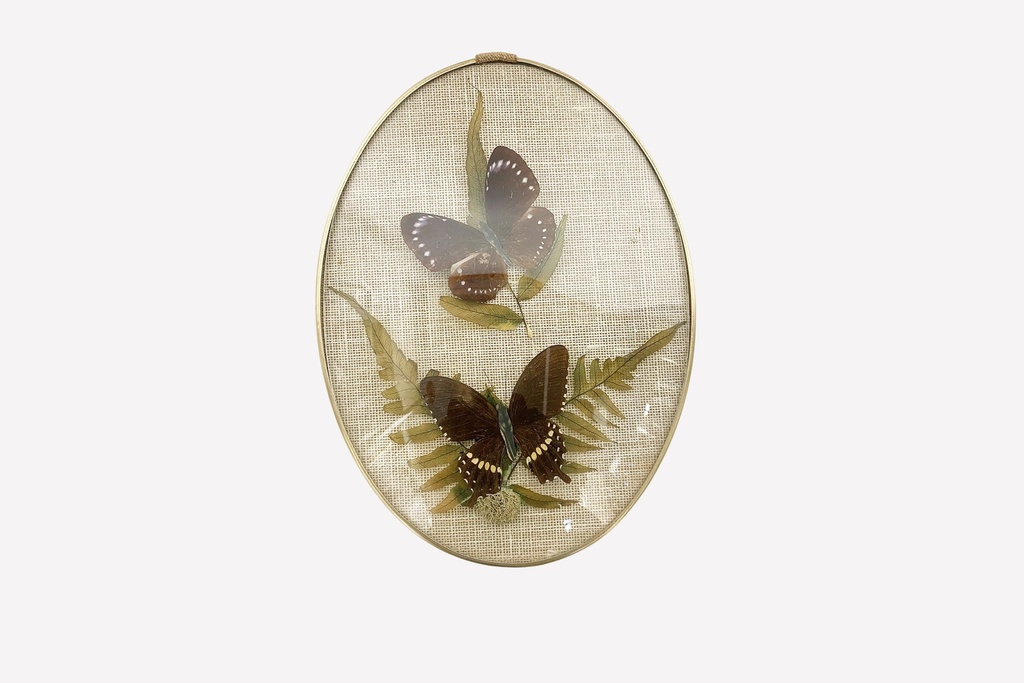 Framed Butterfly and Fern Display in Oval Glass Case