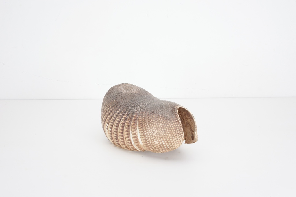 Armadillo Shell Taxidermy Piece