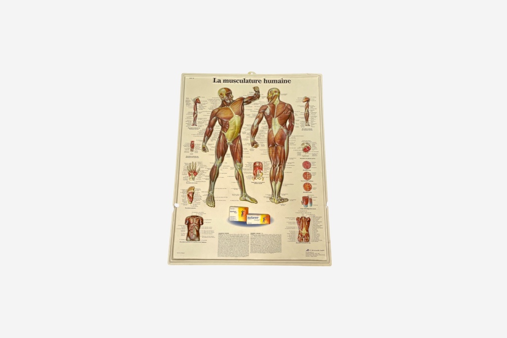 French Language Anatomical Muscle Chart