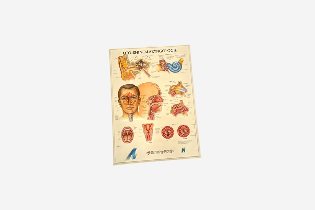 Otolaryngology Educational Anatomy Chart