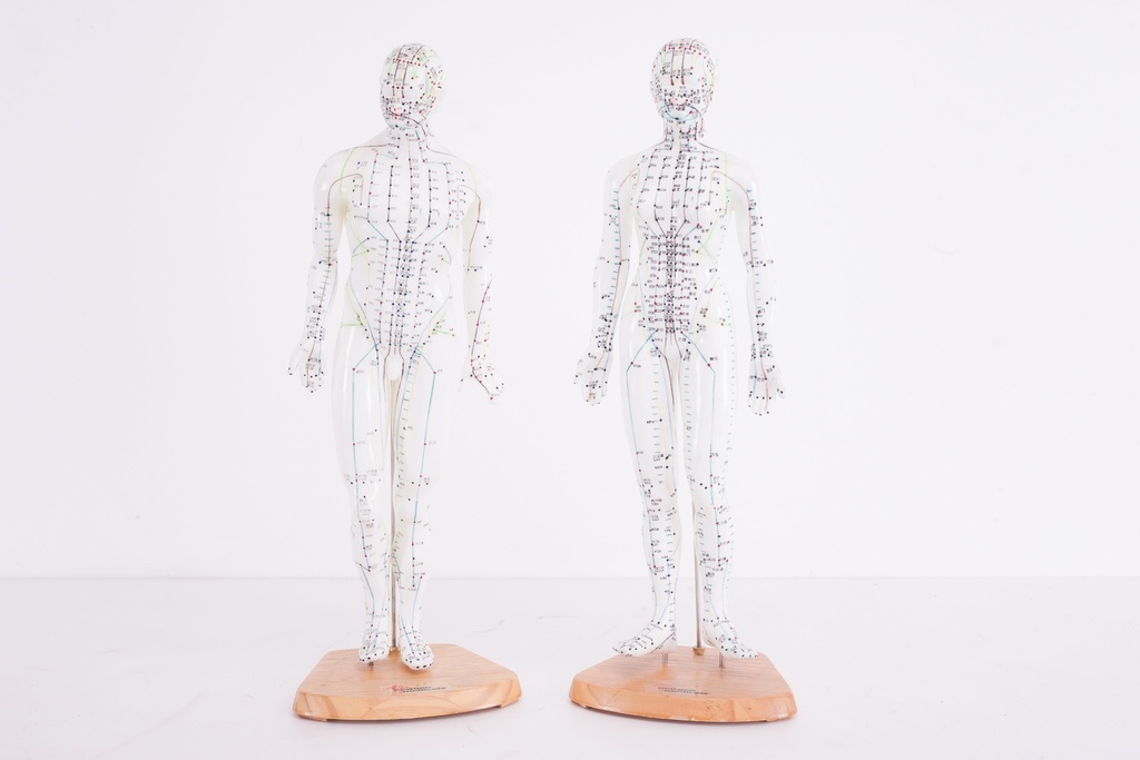 Pair of Acupuncture Meridian Models on Wooden Bases
