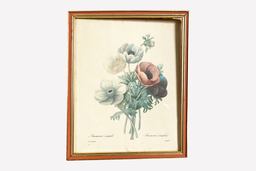 Framed Botanical Anemone Print
