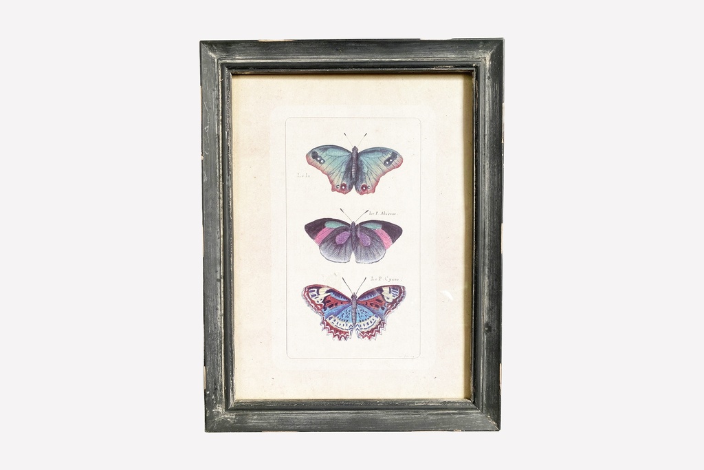 Framed Vintage Butterfly Illustration Trio