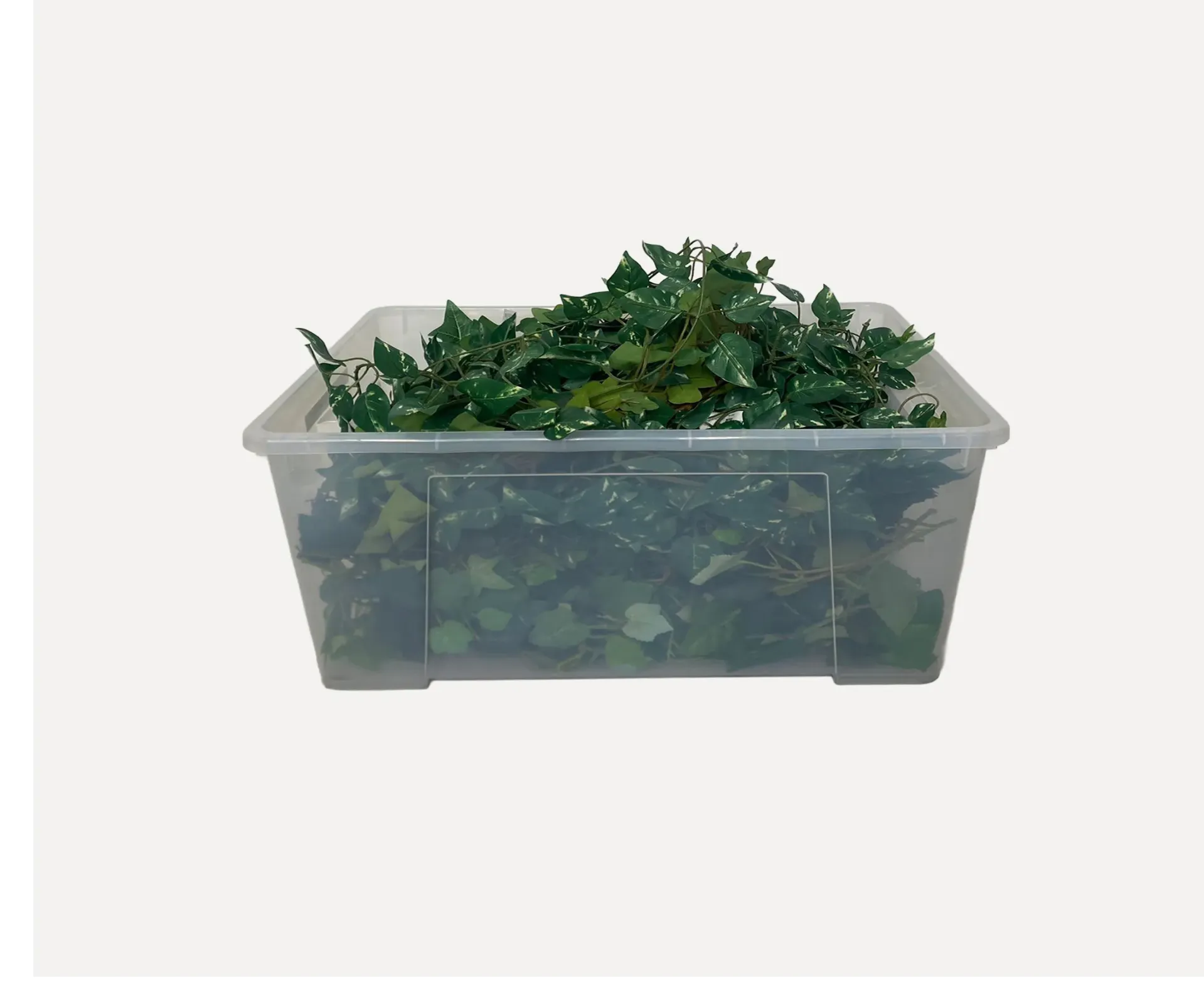 Ivy Box
