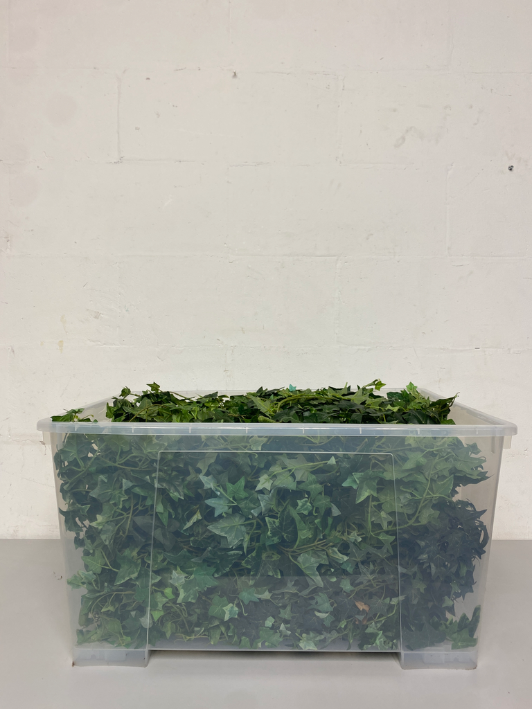 Big Ivy Box