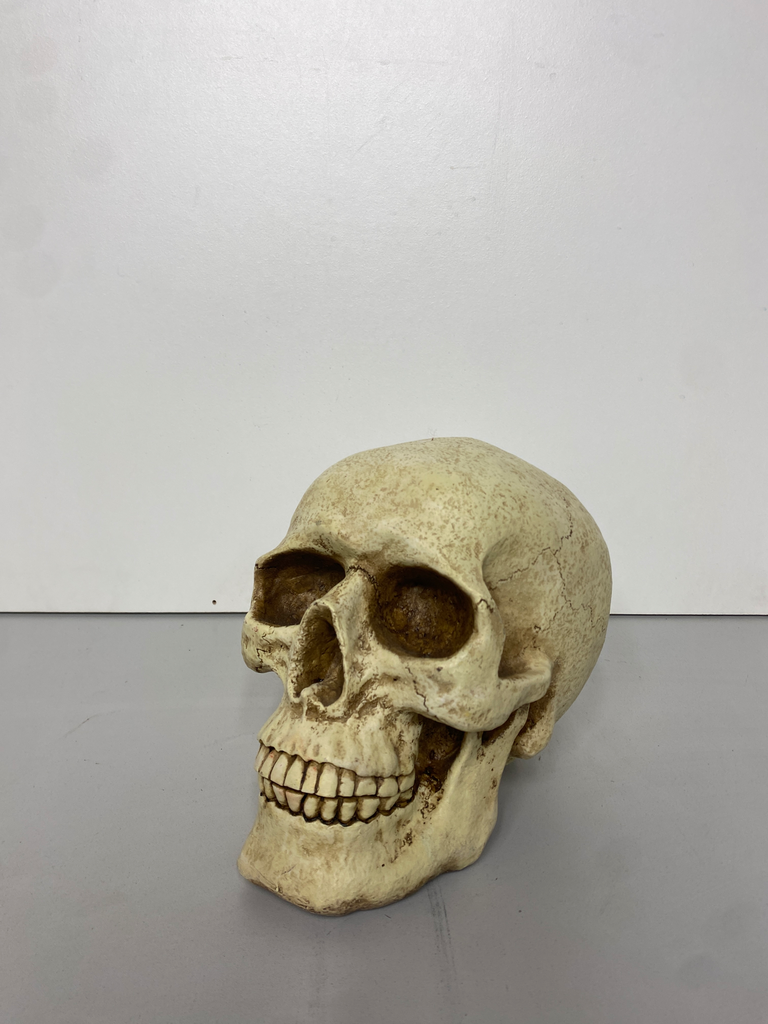 Human Skull