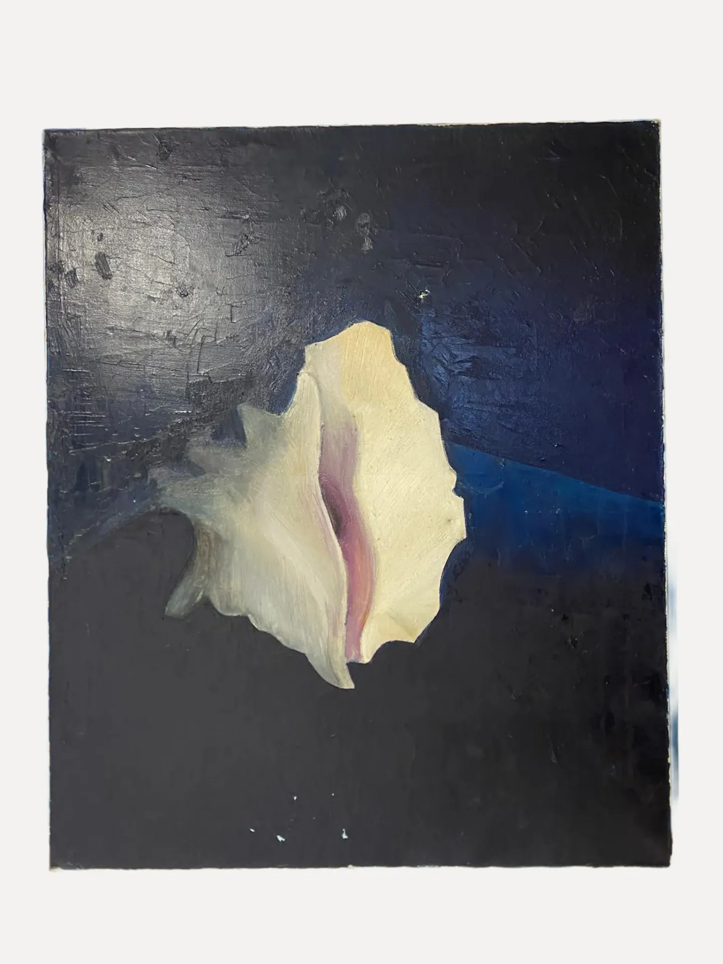 Abstracted Marine Shell Study