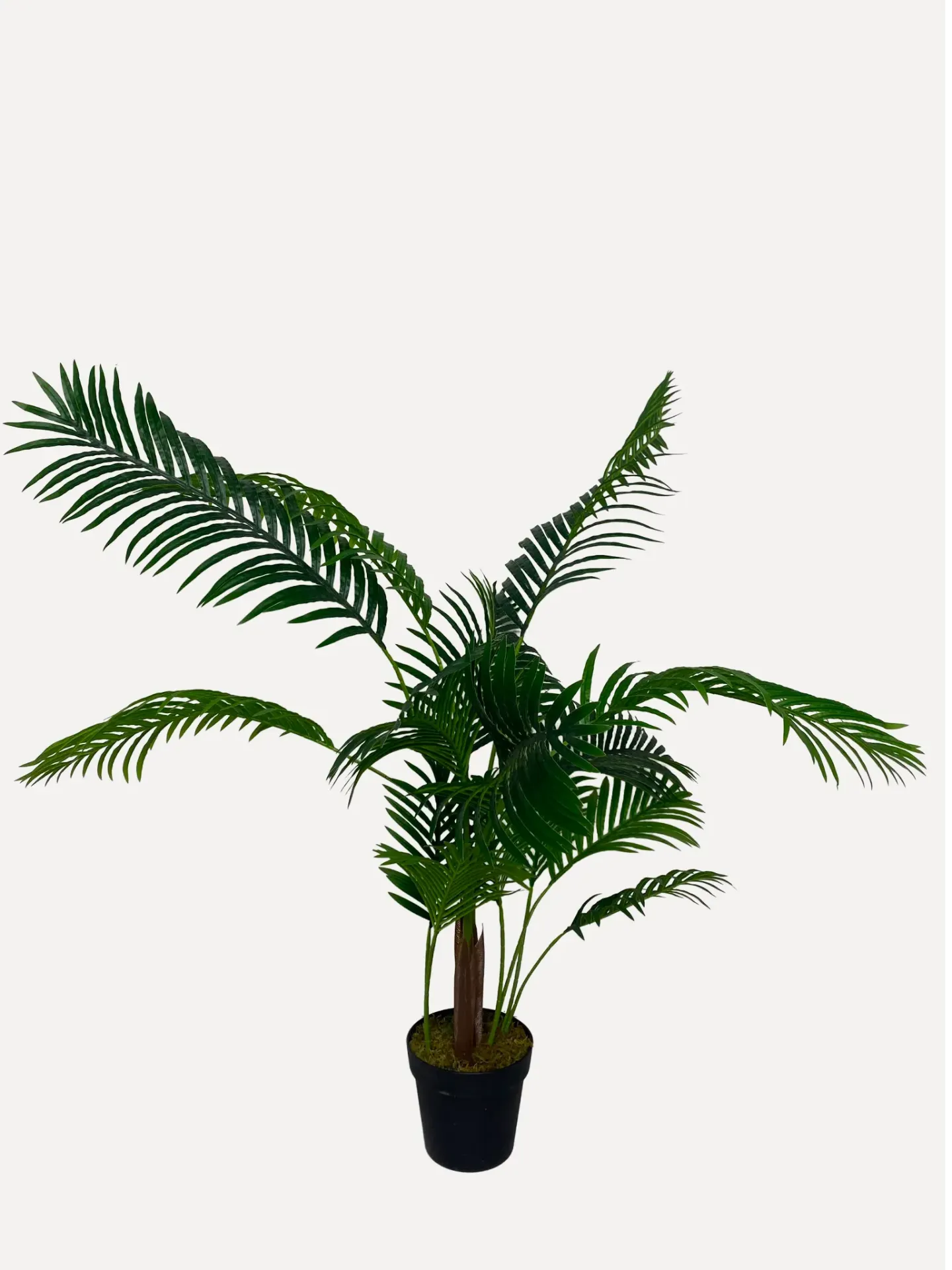 Golden Cane Palm