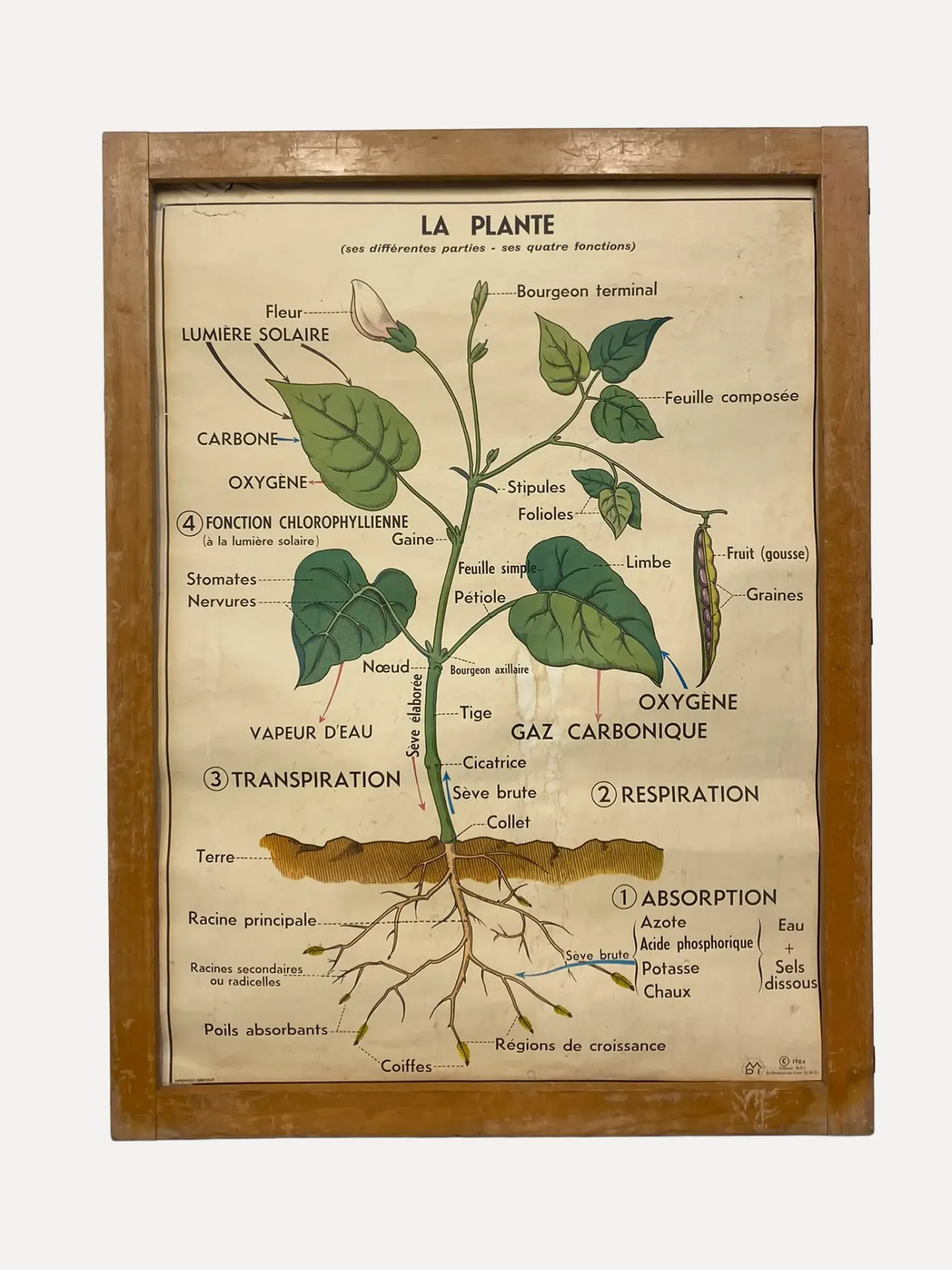 Vintage French Botanical Educational Chart of a Plant