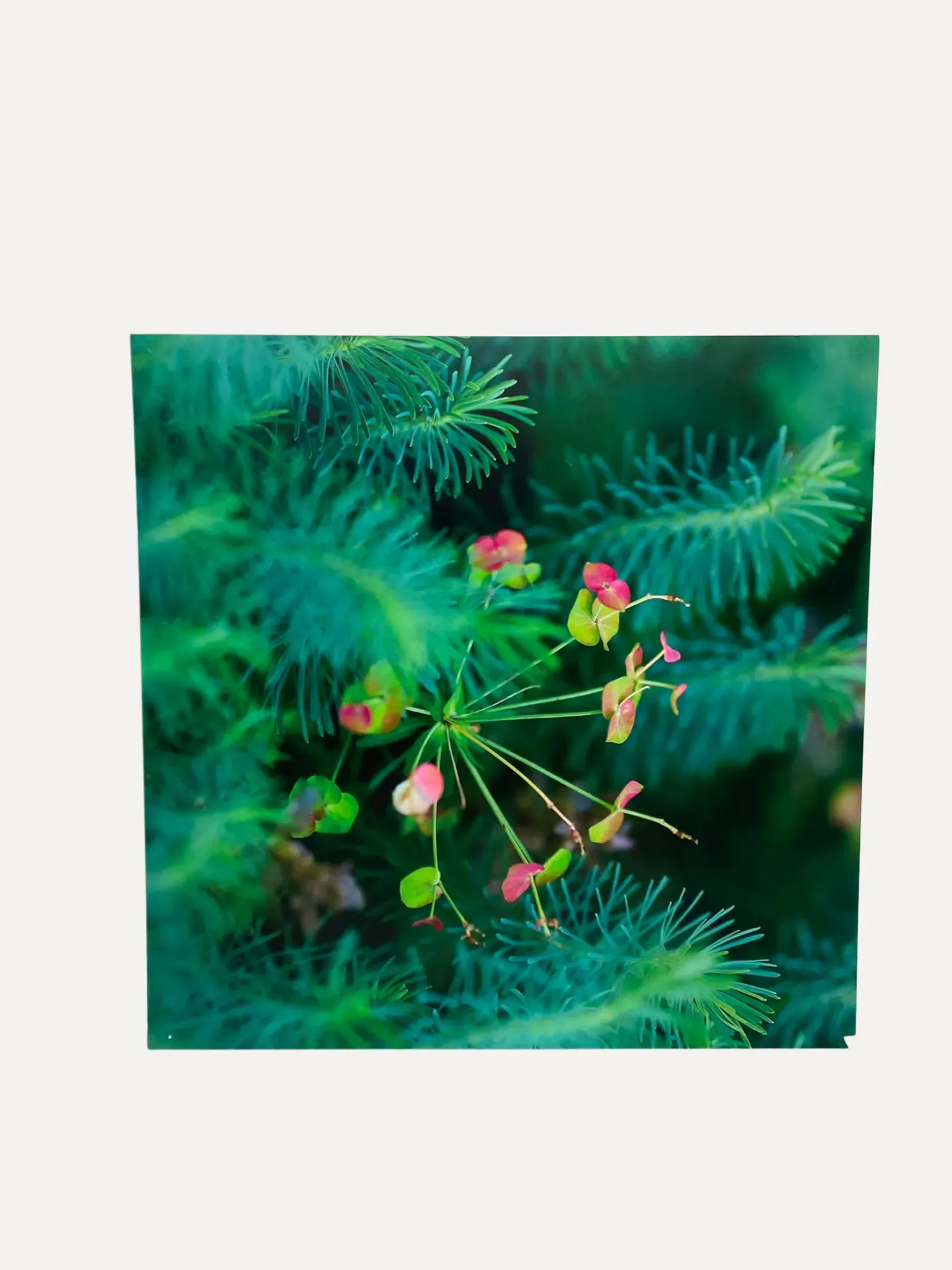 Cypress Spurge