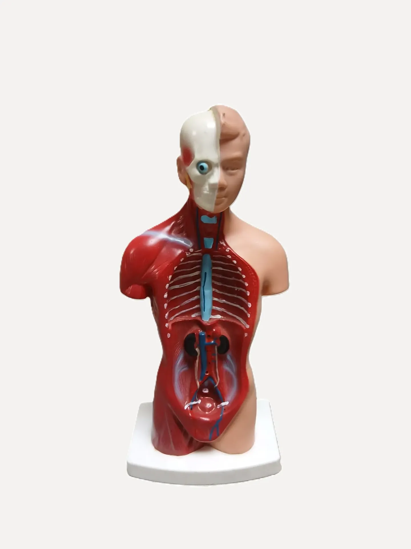 Anatomical Body