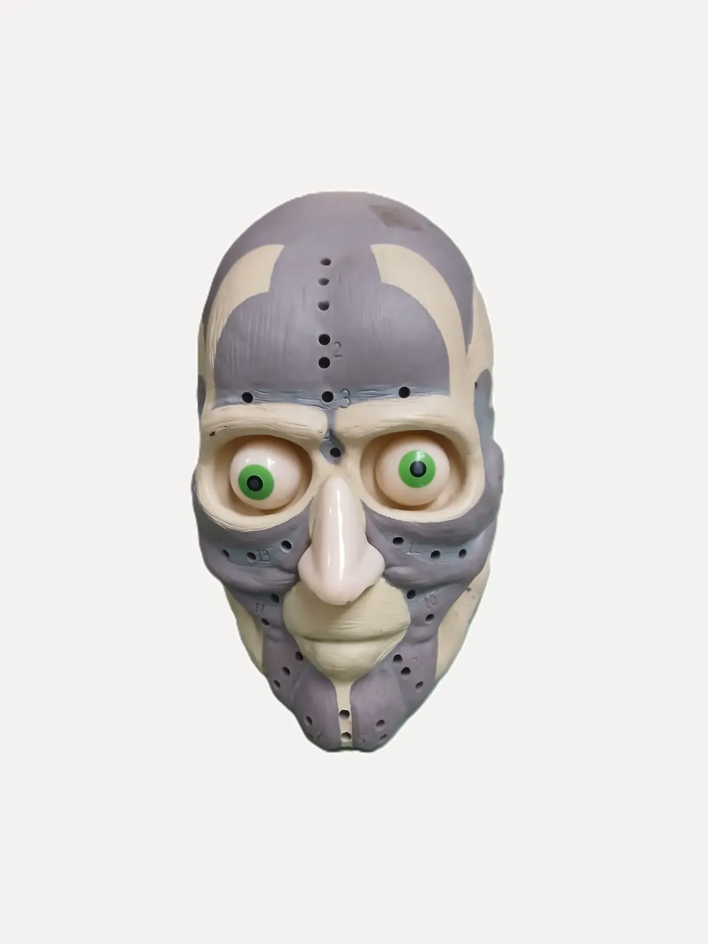 Anatomical Head