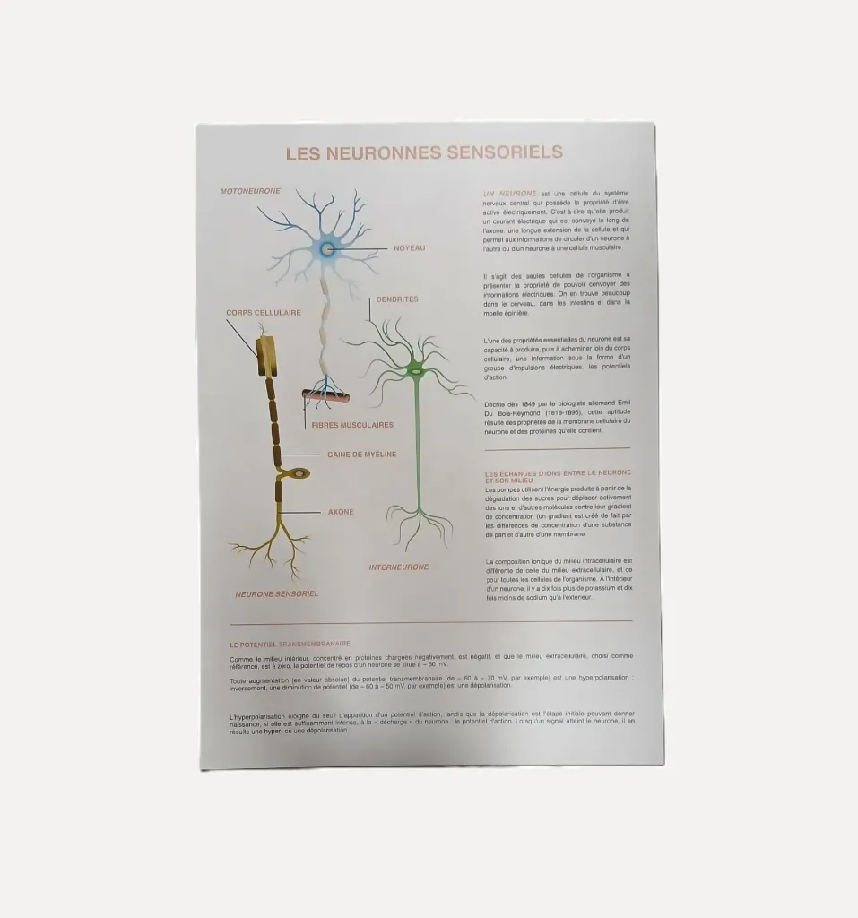 Sensory Neurons Educational Chart