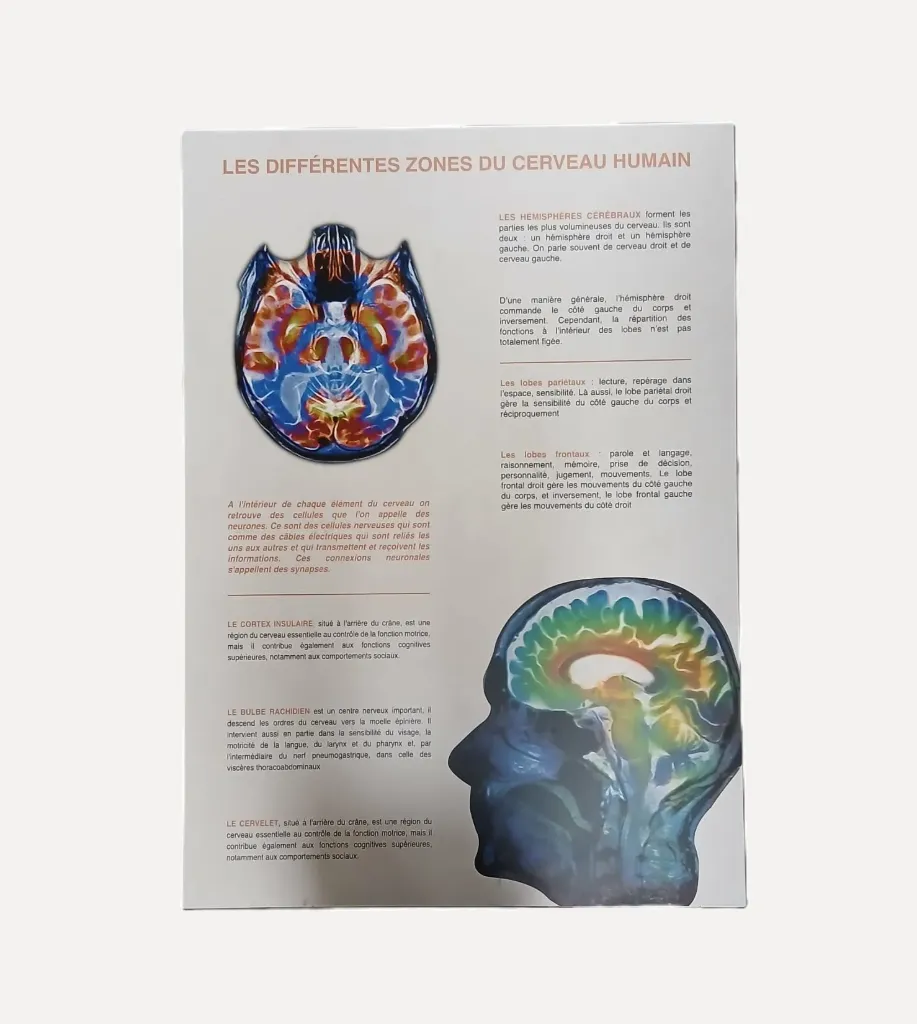 Brain Anatomy Educational Chart
