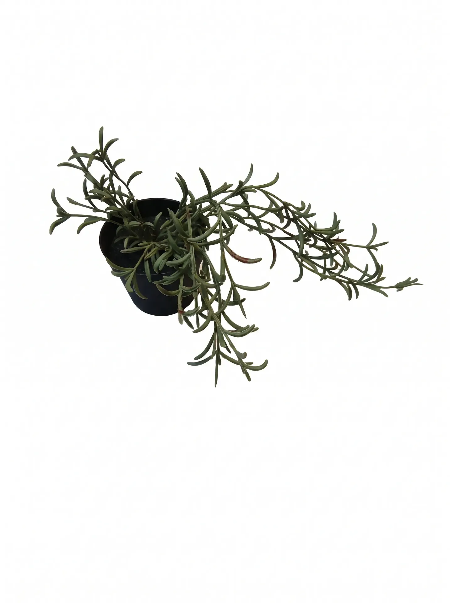 Artificial Succulent
