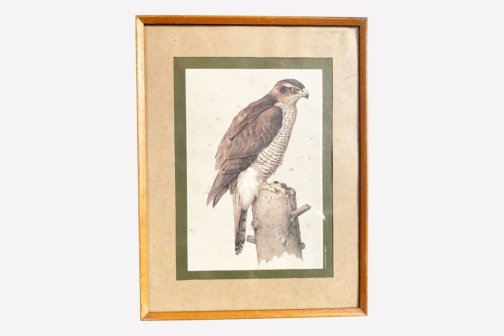 Framed Vintage Hawk Illustration Print