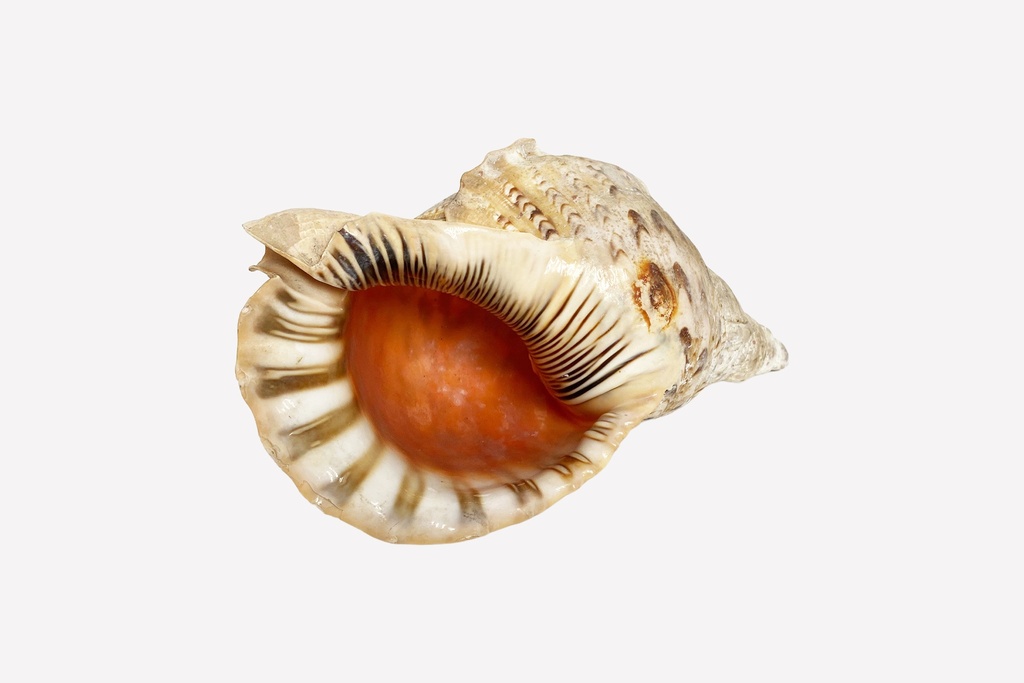 Large Natural Conch Shell Prop