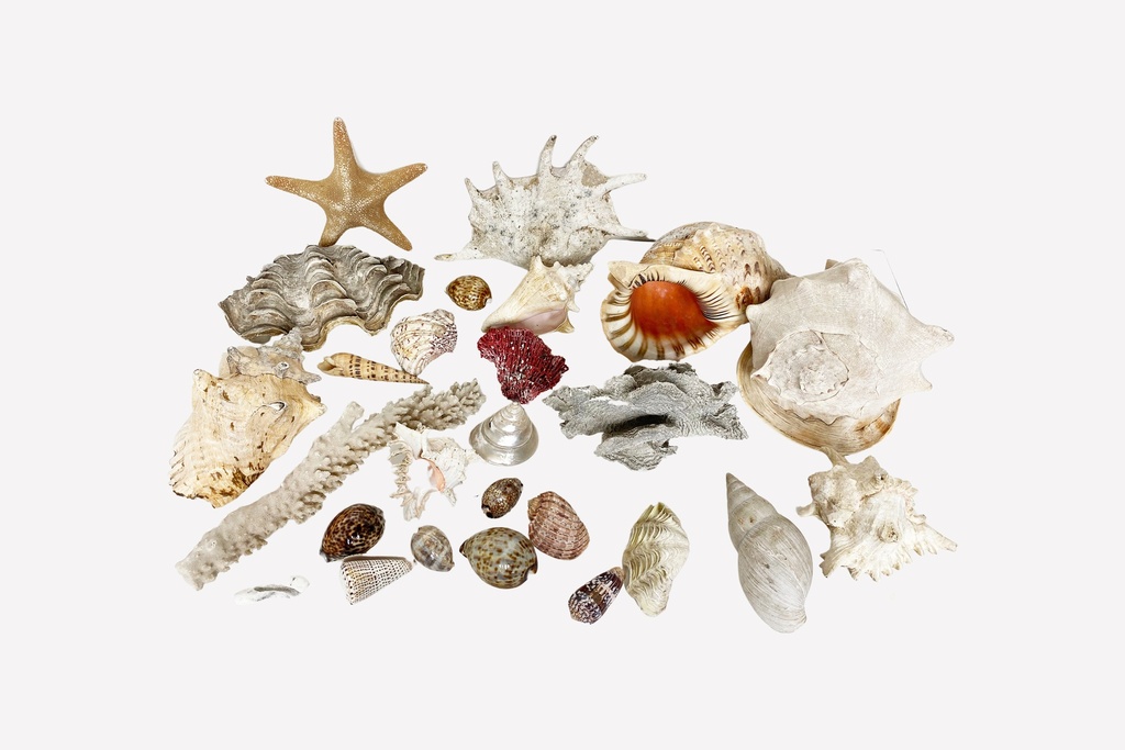 Coastal Treasures Collection