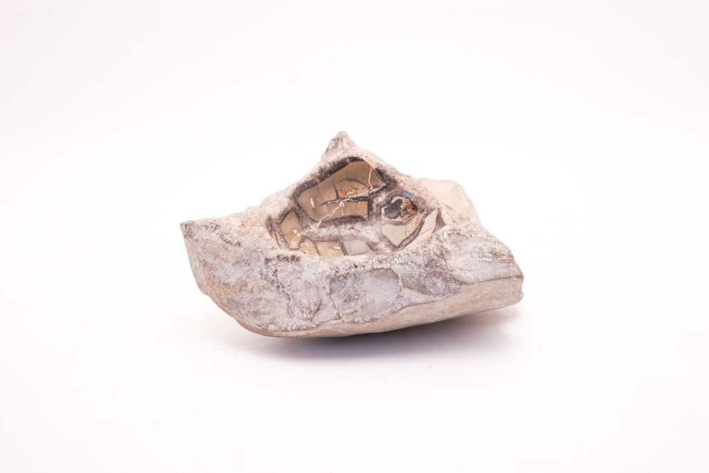 Fossilized Rock Fish Specimen