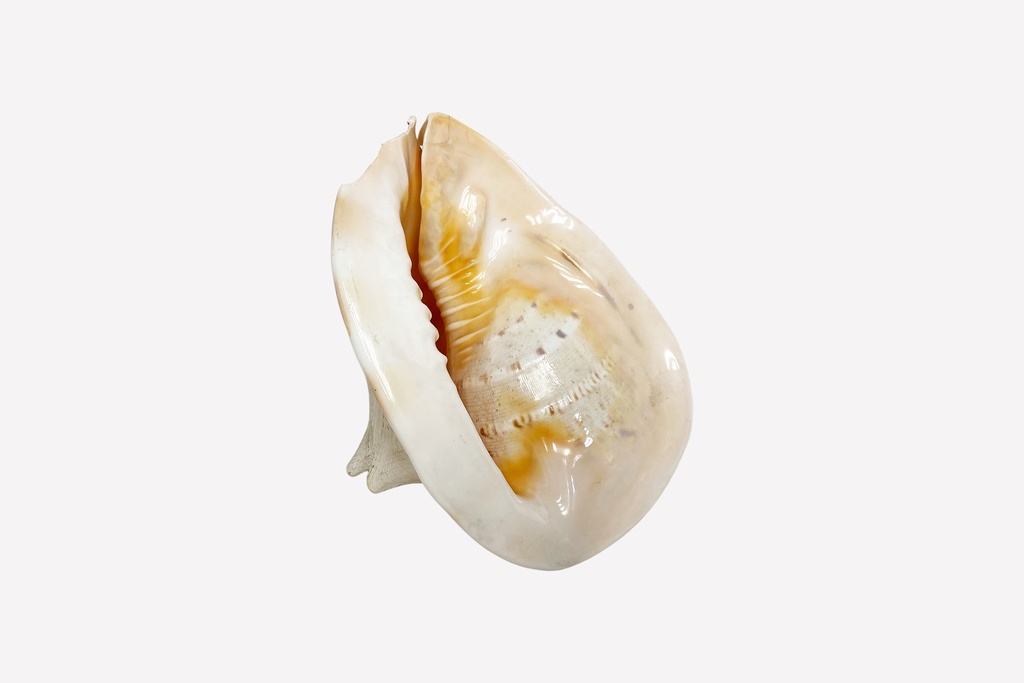 Polished Conch Shell Prop