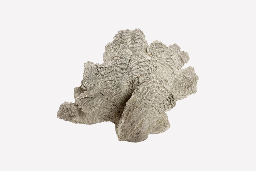Textured Fossilized Coral Prop