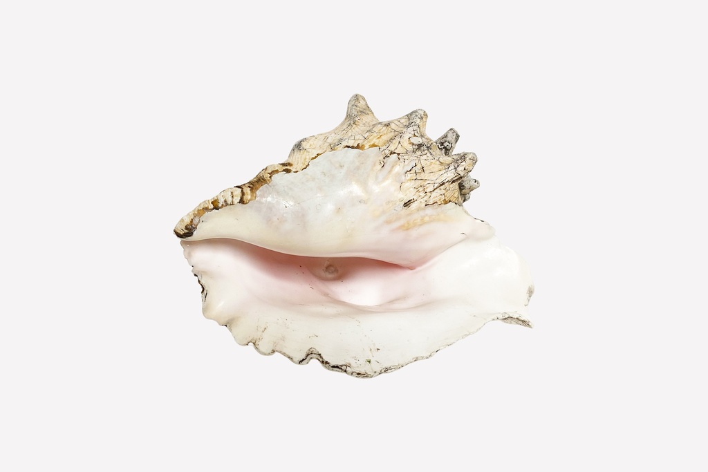 Large Pink Conch Shell Decor Piece