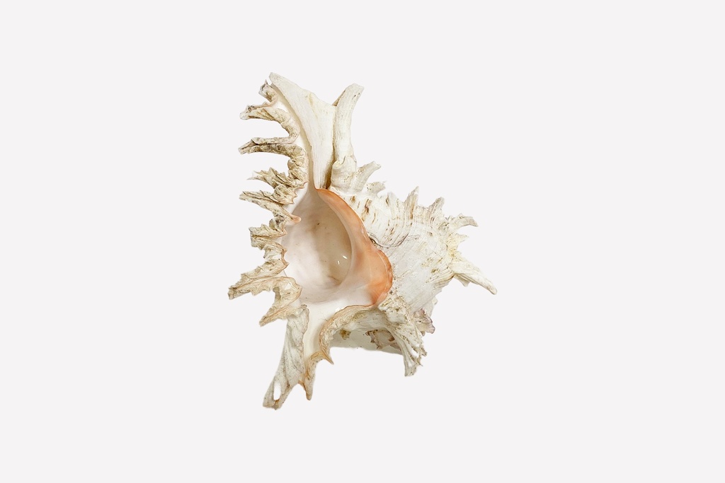 Spiked White Sea Shell